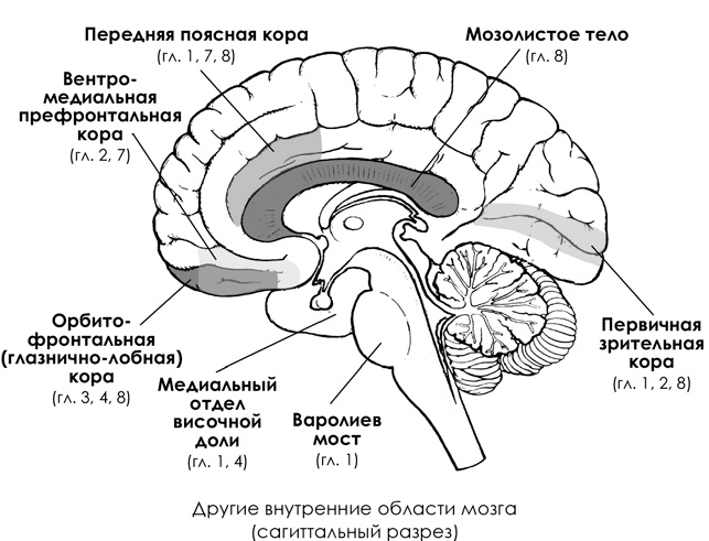 НейроЛогика. Чем объясняются странные поступки, которые мы совершаем неожиданно для себя