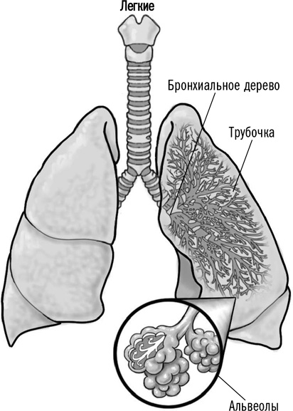 Первая помощь своими руками. Если скорая не спешит