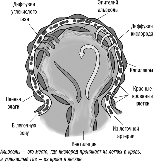 Первая помощь своими руками. Если скорая не спешит