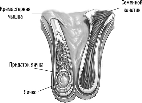 Первая помощь своими руками. Если скорая не спешит