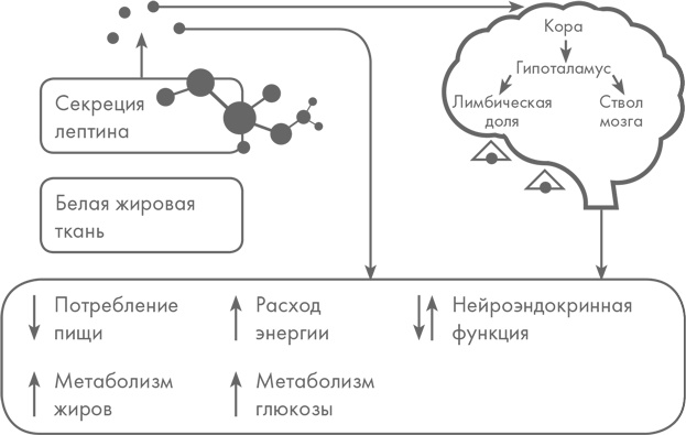 Диетологические глупости. Низвержение мифов