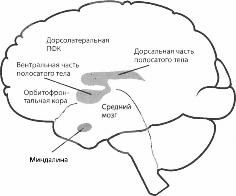 Биология желания. Зависимость - не болезнь