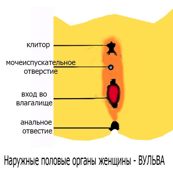 Половое воспитание детей и подростков