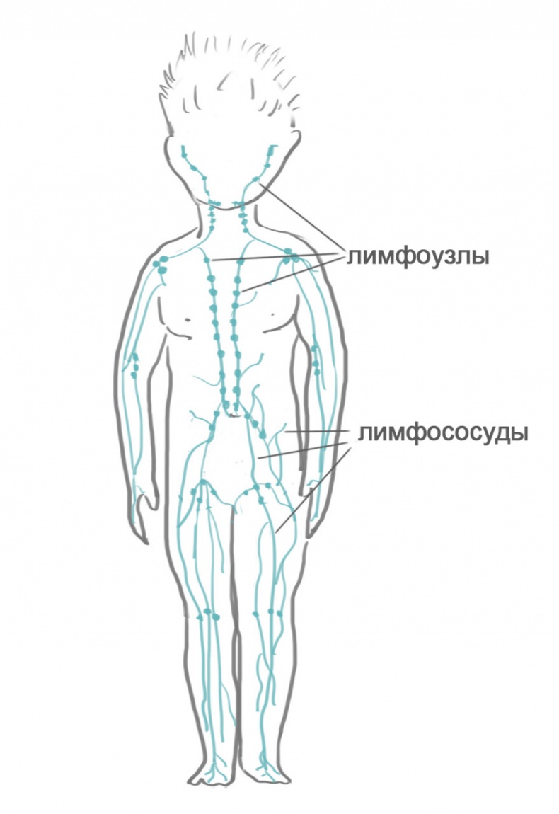 Как я устроен