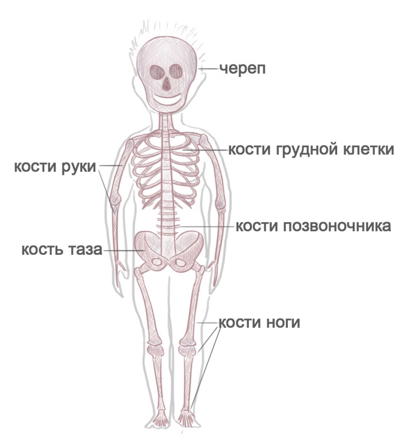 Как я устроен