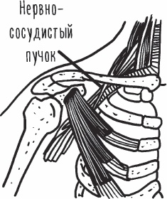 Благодарный позвоночник. Как навсегда избавить его от боли. Домашняя кинезиология