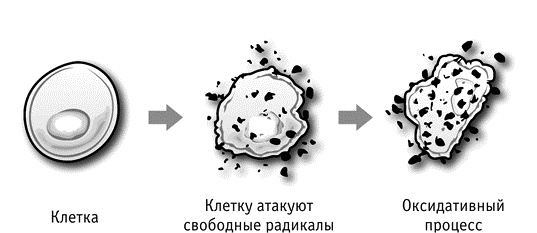 Фрукторианство. Новый взгляд на эволюцию питания человека