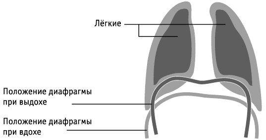 Фрукторианство. Новый взгляд на эволюцию питания человека