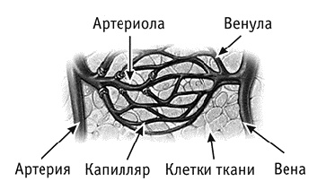 Фрукторианство. Новый взгляд на эволюцию питания человека