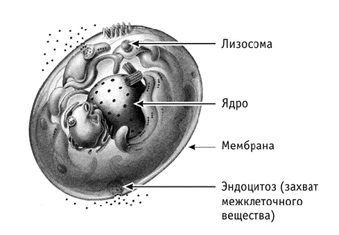 Фрукторианство. Новый взгляд на эволюцию питания человека