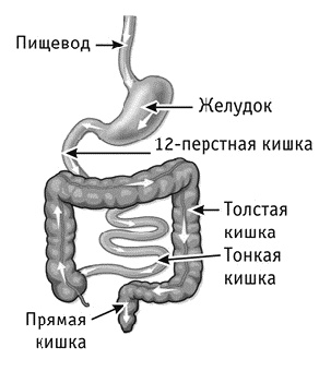 Фрукторианство. Новый взгляд на эволюцию питания человека