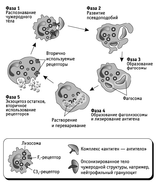 Фрукторианство. Новый взгляд на эволюцию питания человека