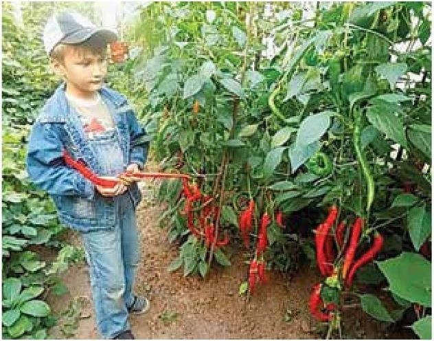 Рабочий календарь дачника, или Рабочие будни на даче