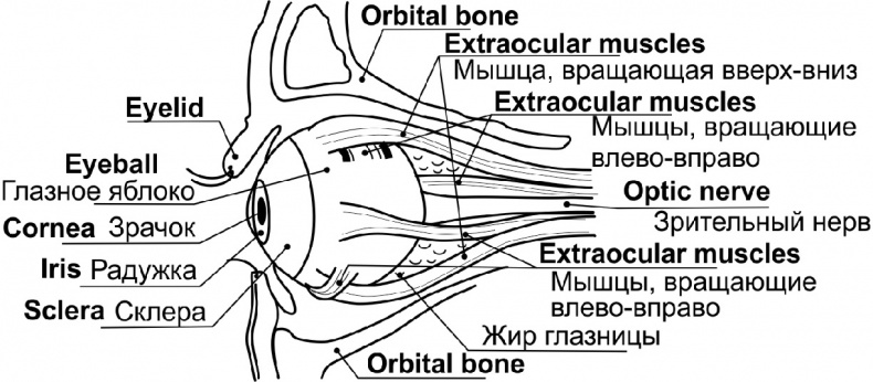 Читай лица! Специальная методика чтения лиц и эмоций