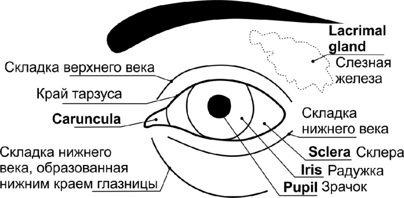 Читай лица! Специальная методика чтения лиц и эмоций