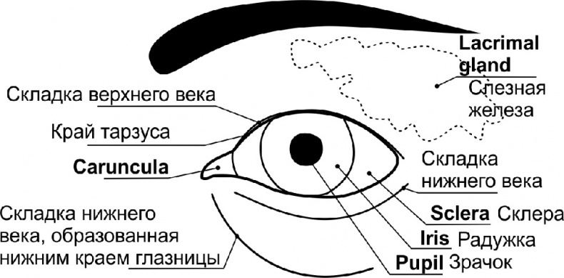 Читай лица! Специальная методика чтения лиц и эмоций