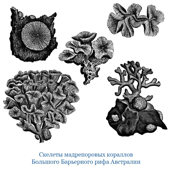 Открытие Антарктиды