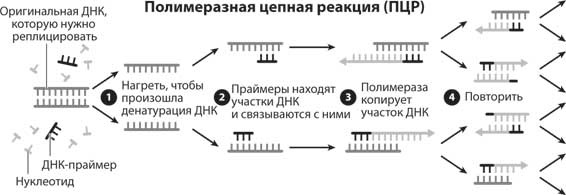 Наука воскрешения видов. Как клонировать мамонта