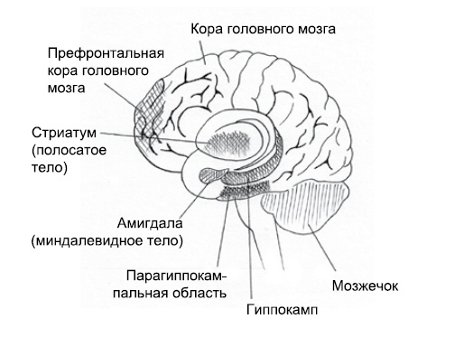 Эмоциональная жизнь мозга