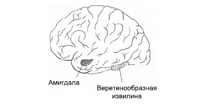 Эмоциональная жизнь мозга