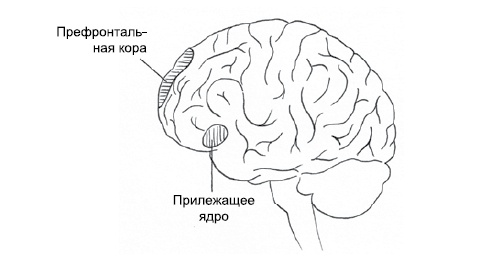 Эмоциональная жизнь мозга