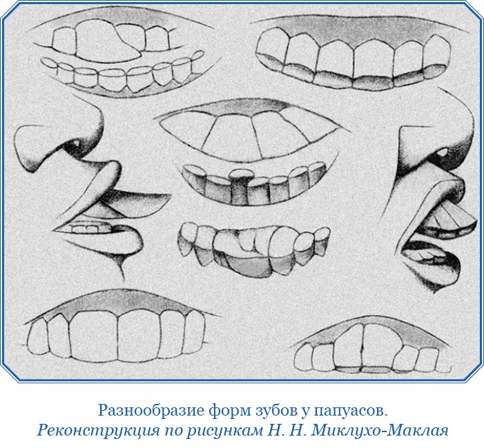 Путешествие на берег Маклая