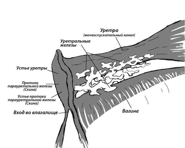 7 минут до оргазма. Книга-тренинг