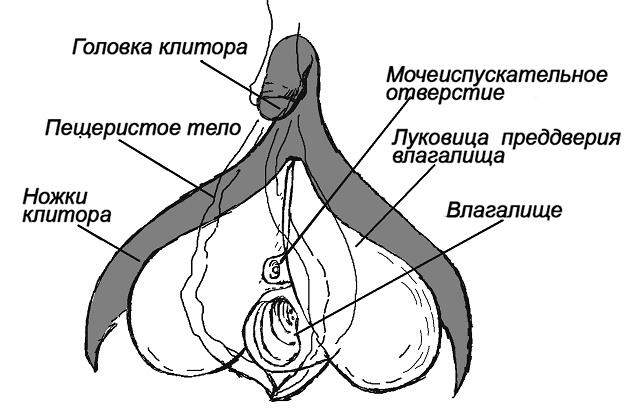 7 минут до оргазма. Книга-тренинг