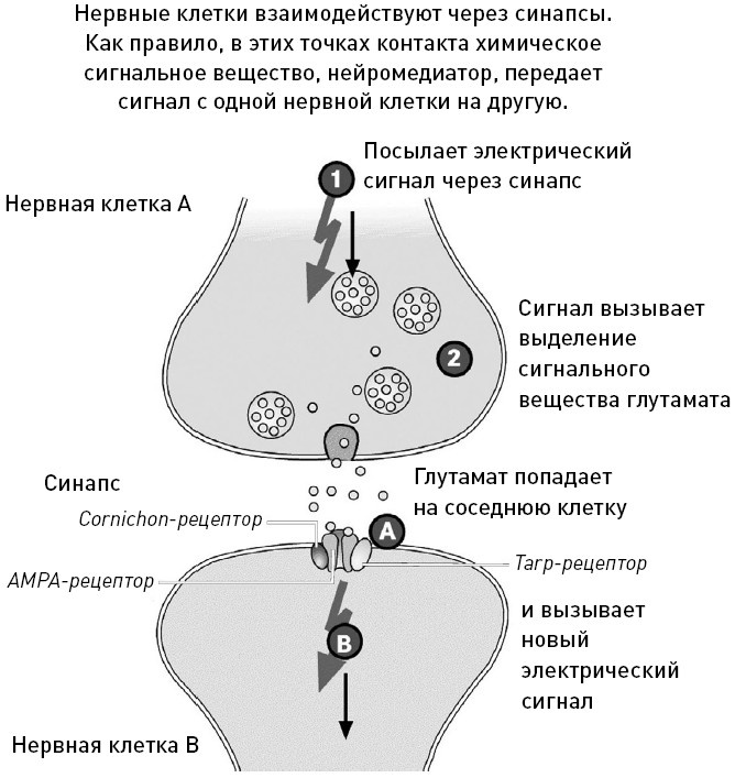 Мастерство ритейл-брендинга