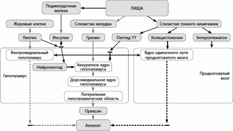 Кишечник долгожителя. 7 принципов диеты, замедляющей старение