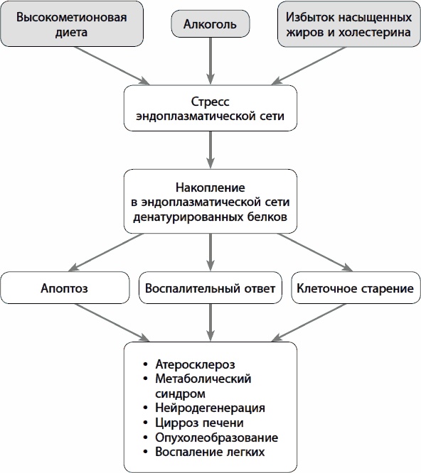 Кишечник долгожителя. 7 принципов диеты, замедляющей старение