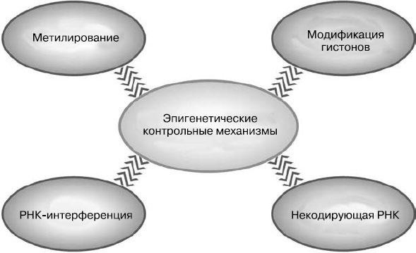 Таинственный геном человека