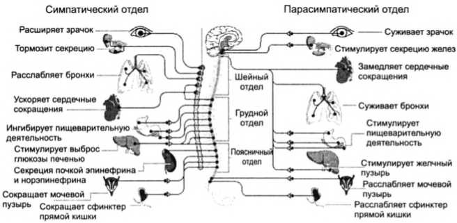 Фобии, утраты, разочарования. Как исцелиться от психологических травм