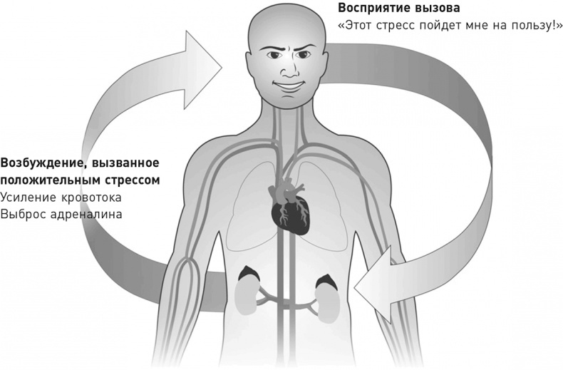 Эффект теломер. Революционный подход к более молодой, здоровой и долгой жизни