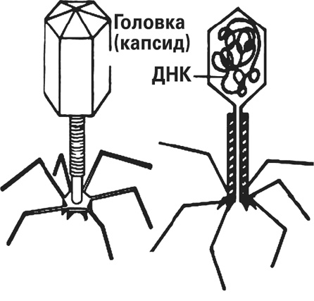 Мифы о нашем теле. Научный подход к примитивным вопросам