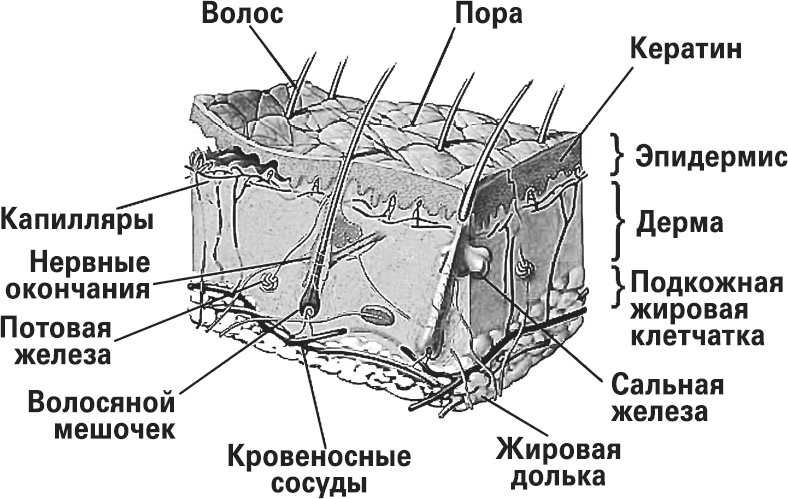 Мифы о нашем теле. Научный подход к примитивным вопросам