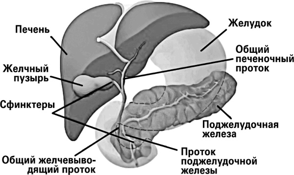 Мифы о нашем теле. Научный подход к примитивным вопросам