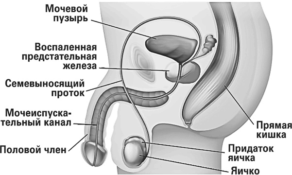 Мифы о нашем теле. Научный подход к примитивным вопросам