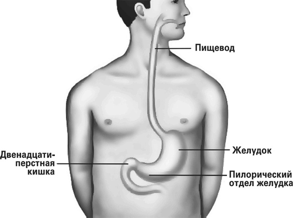 Мифы о нашем теле. Научный подход к примитивным вопросам