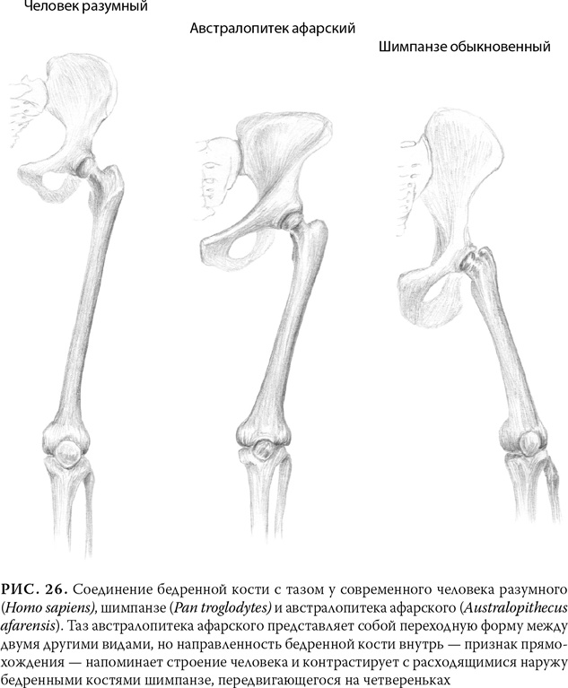 Эволюция: Неопровержимые доказательства