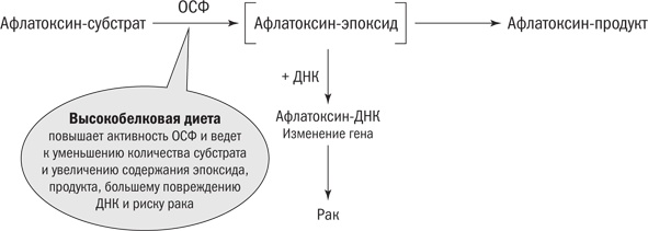 Полезная еда. Развенчание мифов о здоровом питании