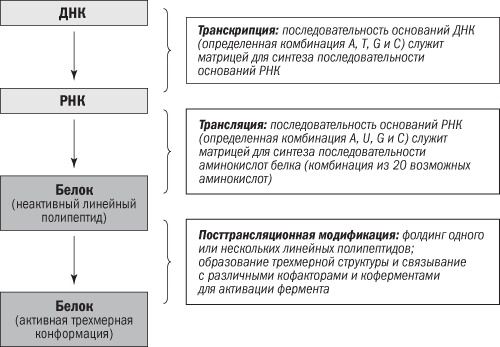 Полезная еда. Развенчание мифов о здоровом питании