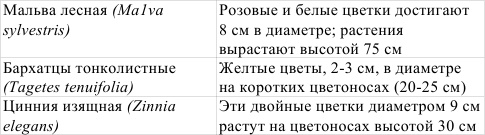 Однолетние цветы рукотворной красоты