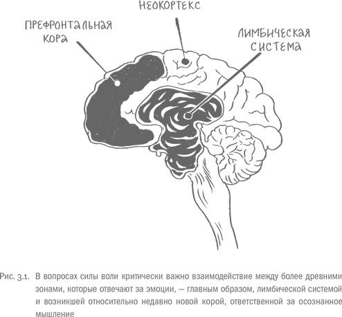 Воля и самоконтроль. Как гены и мозг мешают нам бороться с соблазнами