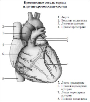 Учение о выживании