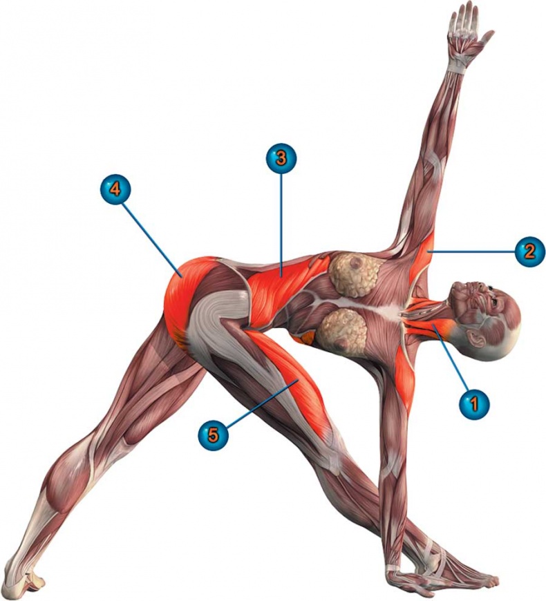 Йога-анатомия. Как работают асаны для здоровья и стройности тела