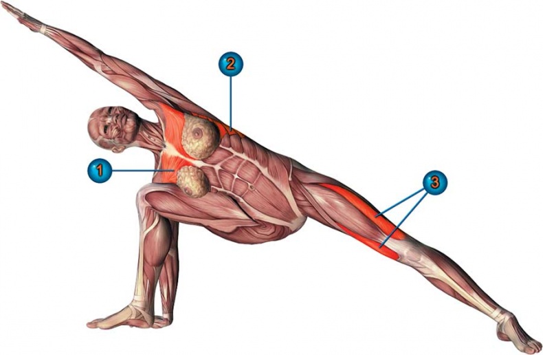 Йога-анатомия. Как работают асаны для здоровья и стройности тела