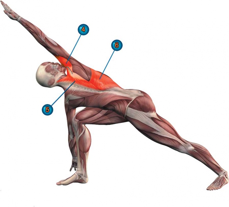 Йога-анатомия. Как работают асаны для здоровья и стройности тела