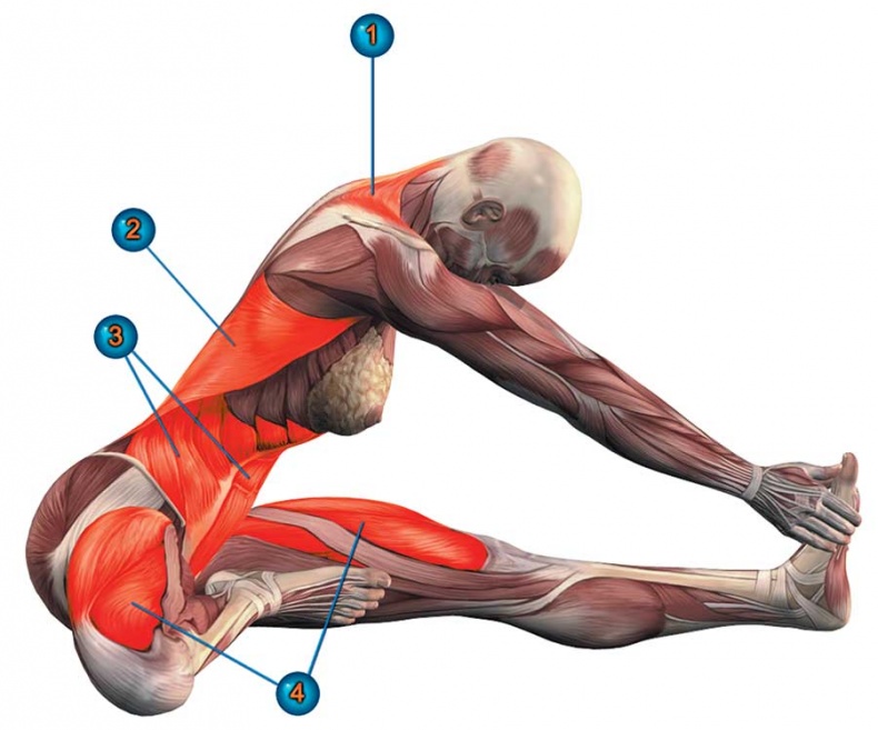 Йога-анатомия. Как работают асаны для здоровья и стройности тела