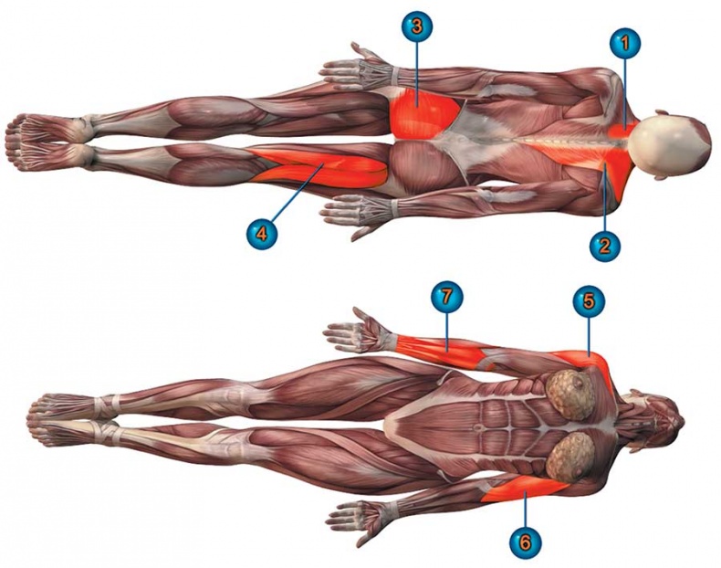 Йога-анатомия. Как работают асаны для здоровья и стройности тела
